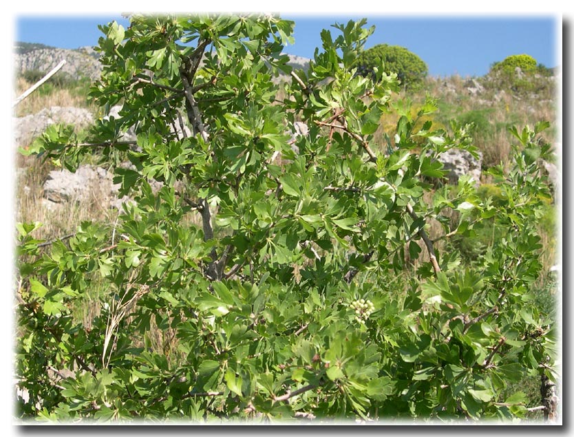 Il biancospino (Crataegus sp.) delle Capnodis